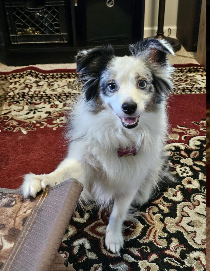Blue merle mini Australian shepherd