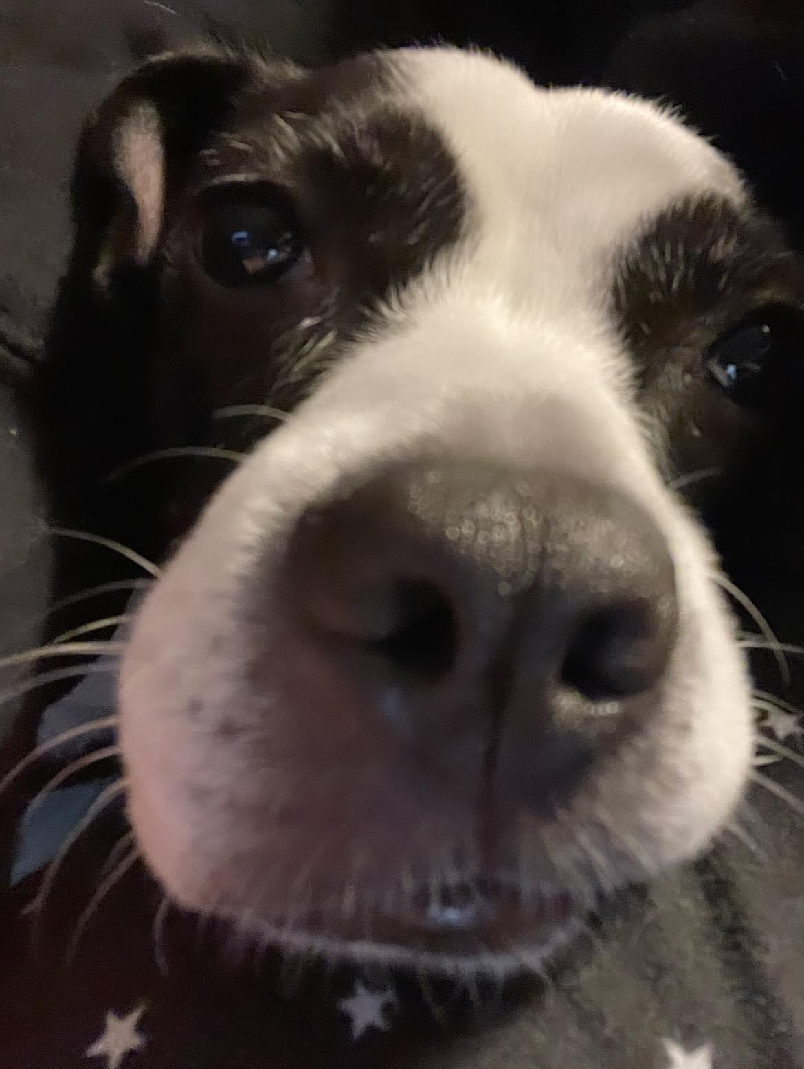 Black and white dog close-up